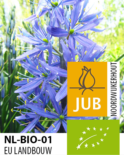 Camassia leichtlinii Caerulea.jpg